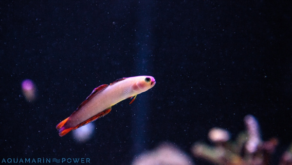 Purple Firefish Size & Growth Rate
