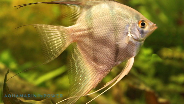 Silver Angelfish Species Summary