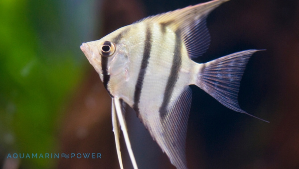 Zebra Angelfish Species Summary