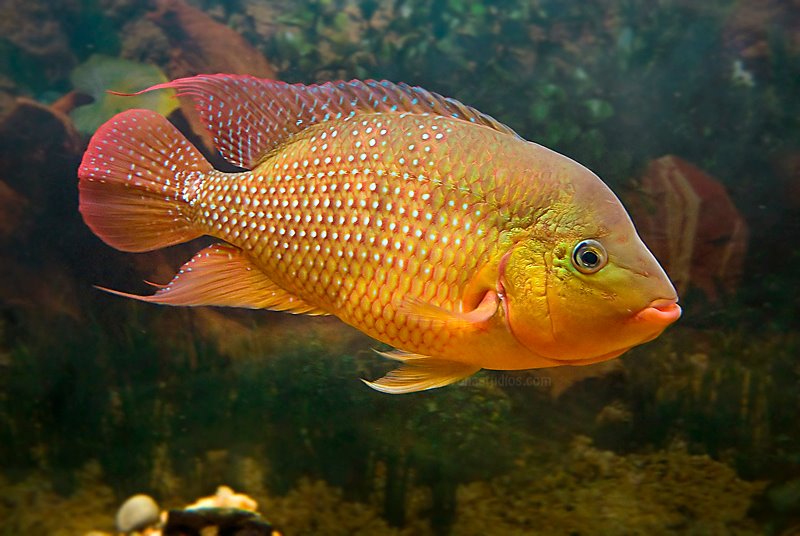 Red Terror Cichlid Size and Growth