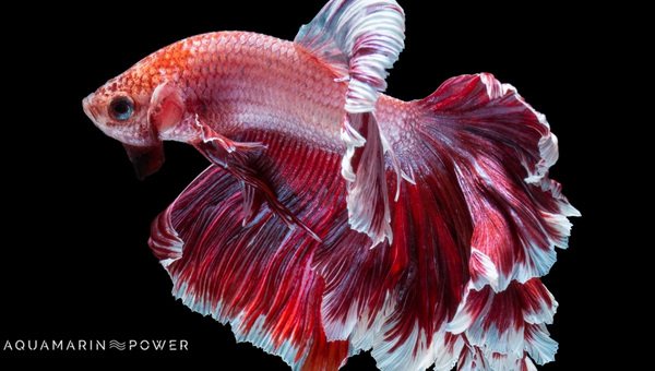 Dragon Scale Betta Size & Growth Rate
