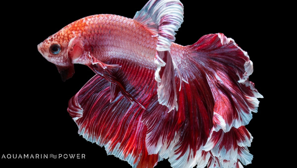 Dragon Scale Betta Size & Growth Rate
