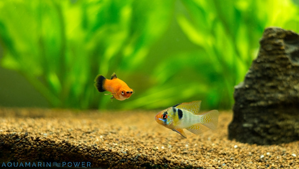 Platy Fish Gender Differences