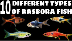10 Different Types Of Rasboras