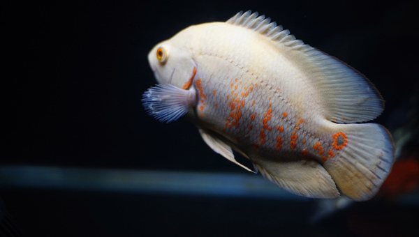 Albino Oscar Fish