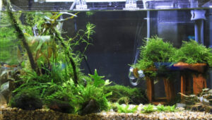 Algae