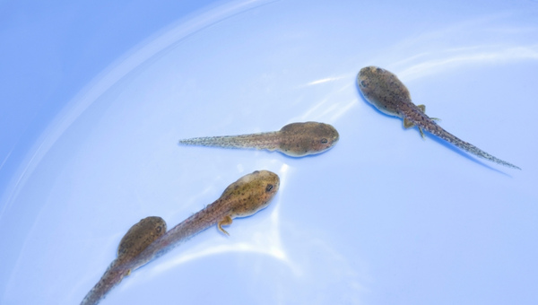 All About Tadpoles