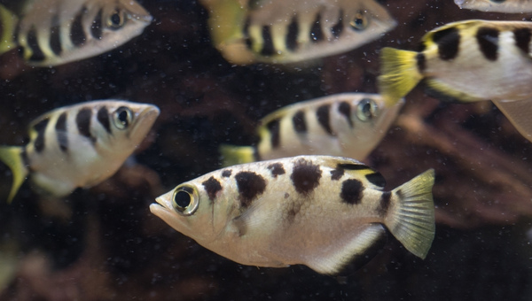 Archerfish