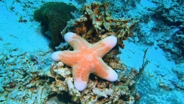 Asterina Starfish Appearance