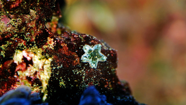Asterina Starfish Care Guide