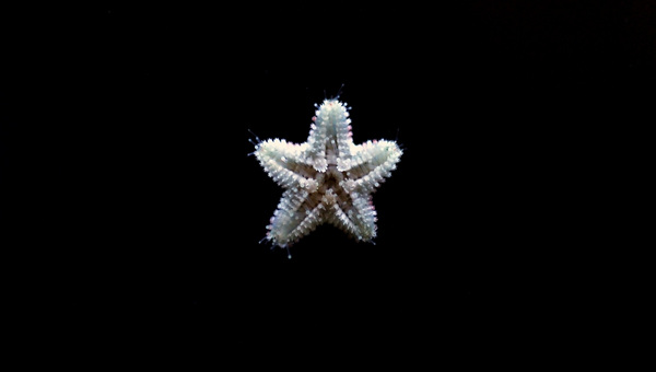 Asterina Starfish Species Summary