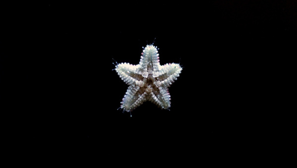 Asterina Star Fish