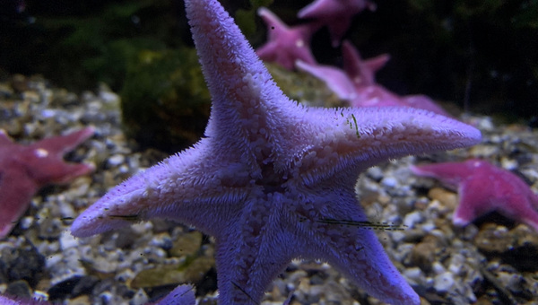 Asterina Starfish Tank Size