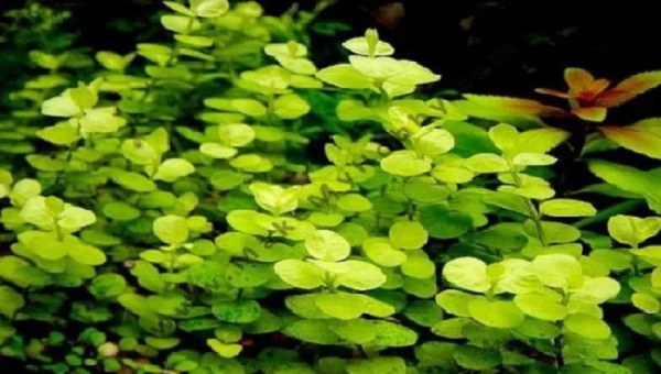 Aurea plant Propagation