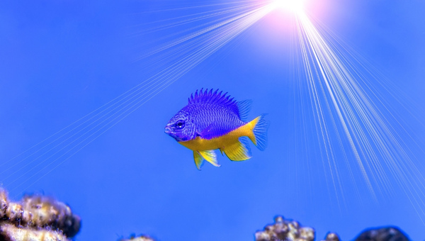 Azure Damselfish (Chrysiptera hemicyanea)