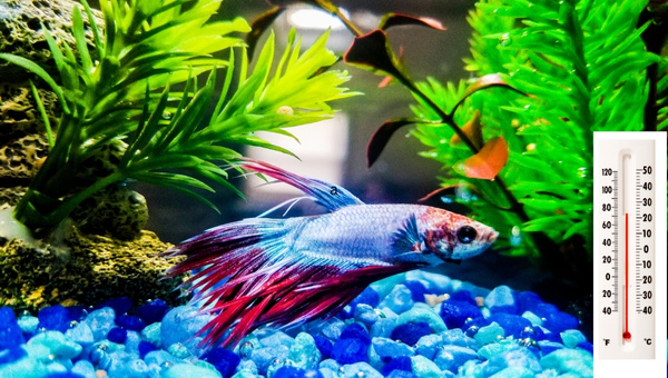 Betta Fish Water Temperature