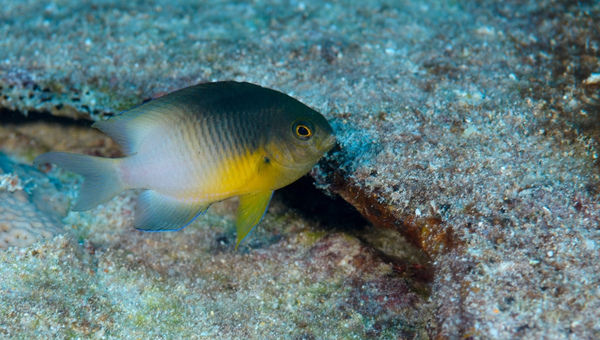 Bicolor Damselfish (Chrysiptera biocellata)