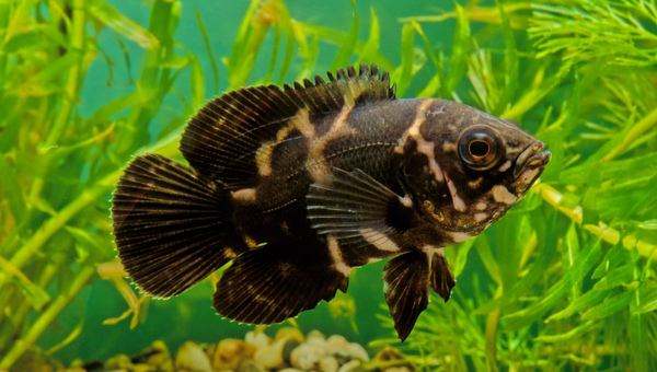 Black Oscar Fish