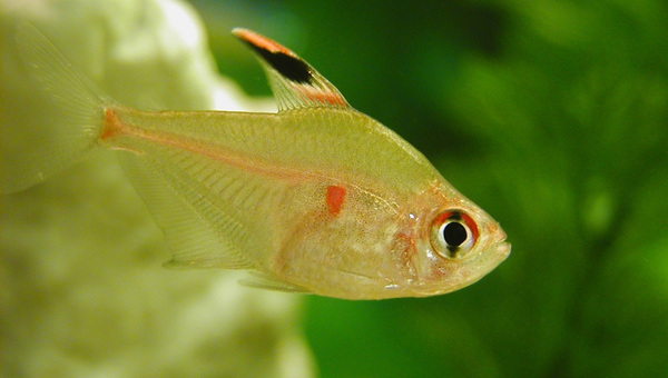 Bleeding Heart Tetra Appearance