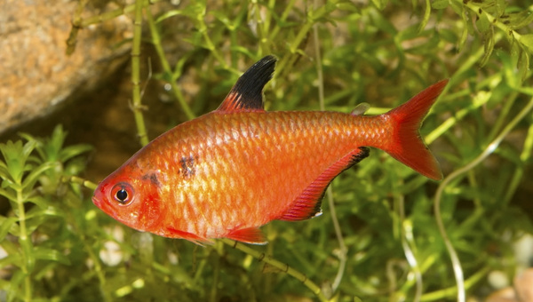 Bleeding Heart Tetra Social Temperament