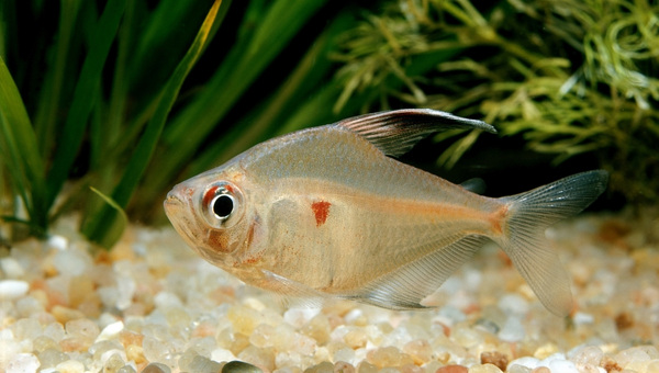 Bleeding Heart Tetra Species Summary