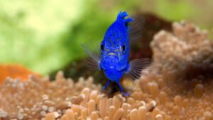 Blue Damselfish (Pomacentrus coelestis)