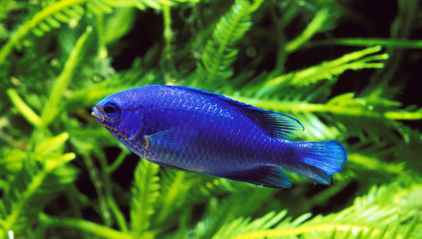 Blue Damselfish (Pomacentrus coelestis)