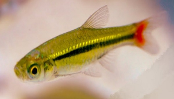 Brilliant Rasbora