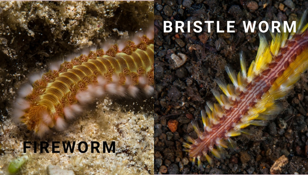 Bristle worms vs fireworms