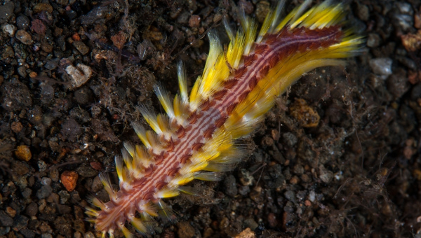 Bristle worms