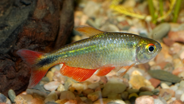 Buenos Aires Tetra Appearance