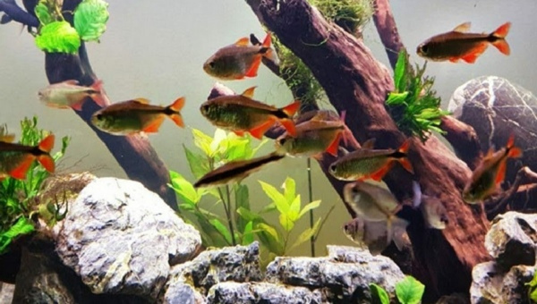 Buenos Aires Tetra Breeding