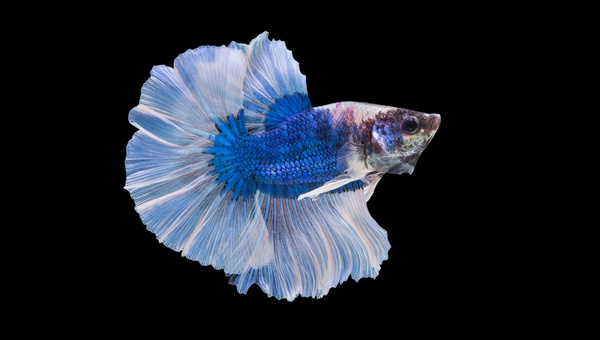 Butterfly Betta