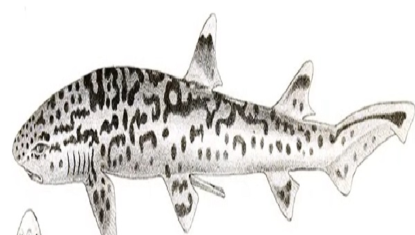 Cat Shark Shedding And Body Patterning