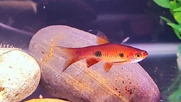 Clown Rasbora