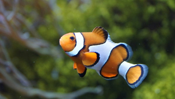 Clownfish (Amphiprion ocellaris)