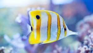 Copperband Butterflyfish