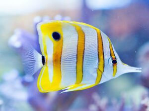 Copperband Butterflyfish