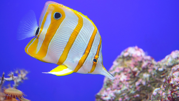 Copperband Butterflyfish Appearance