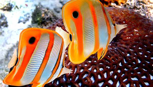 Copperband Butterflyfish Breeding