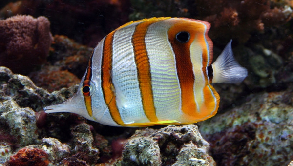 Copperband Butterflyfish Lifespan