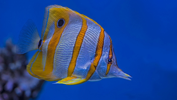 Copperband Butterflyfish Size and Growth Rate