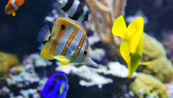 Copperband Butterflyfish Tank Mates