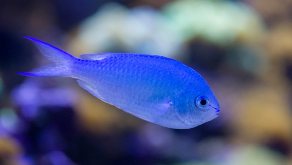 Damselfish Appearance