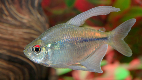 Diamond Tetra Species Summary