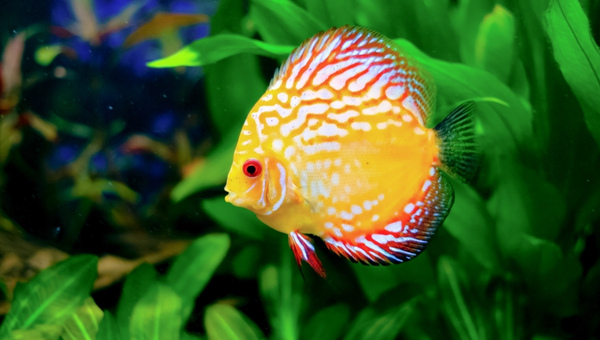Discus Fish Appearance
