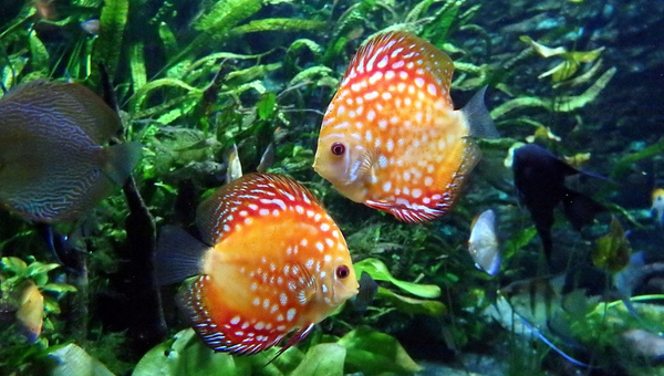 Discus Fish Breeding And Reproduction