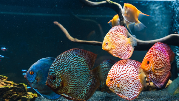 Discus Fish Care Guide