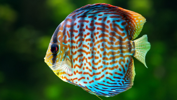 Discus Fish Species Summary