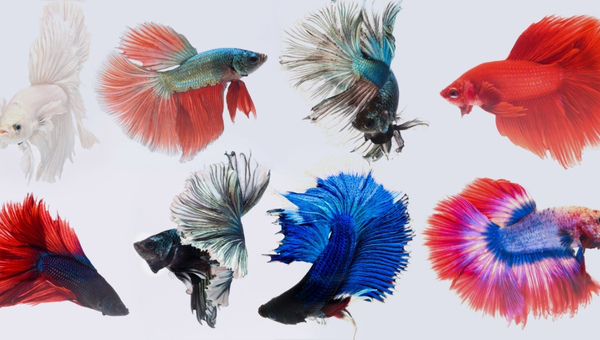 Dragon Scale Betta Appearance & Color Variations